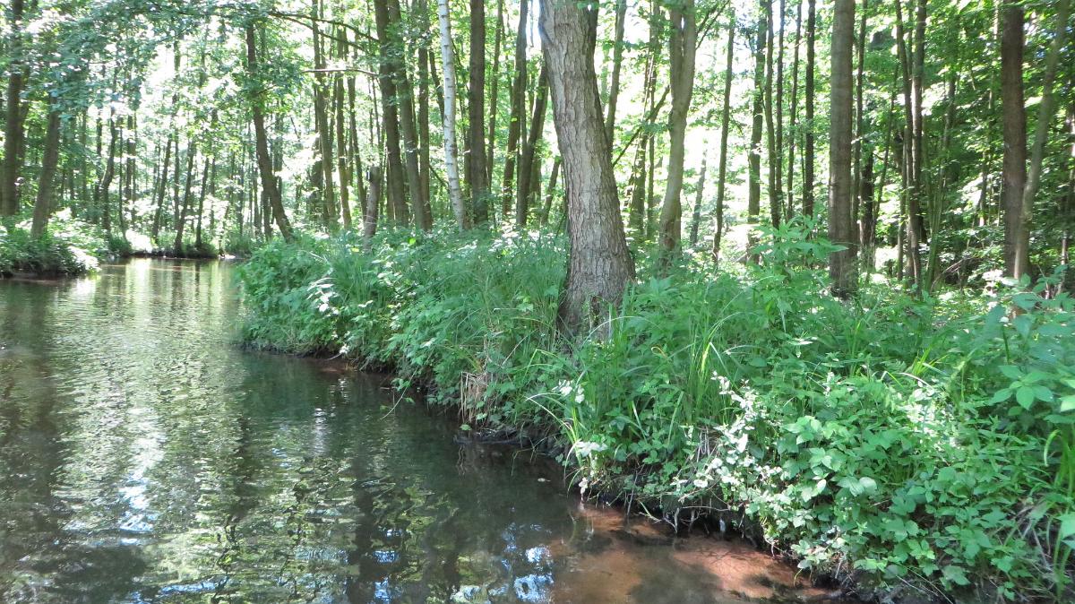 Spreewald (82)