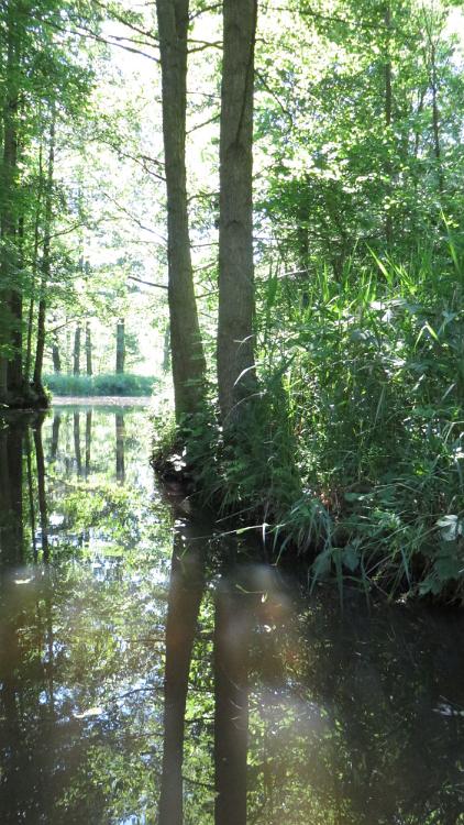 Spreewald (85)