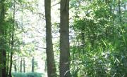 Spreewald (85)