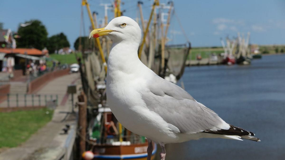 Greetsiel (66)