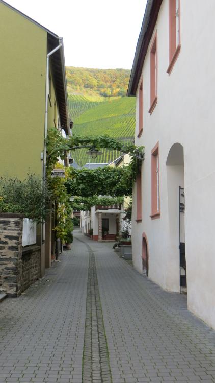 Trier- (20)