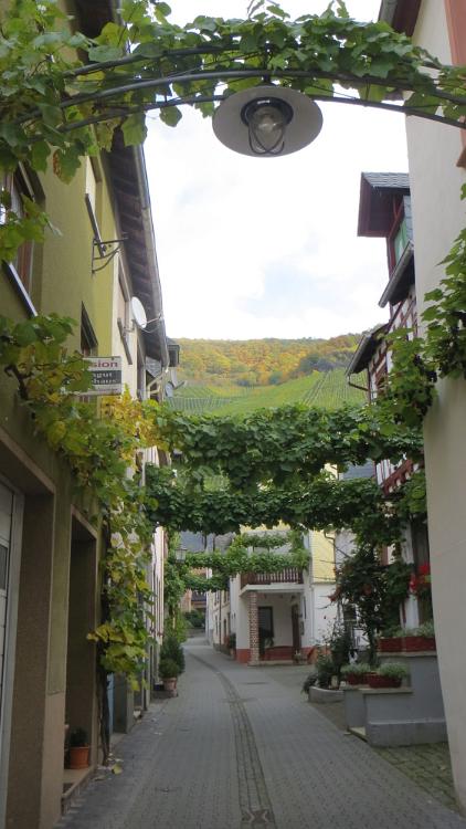 Trier- (21)