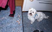 IMG 3936