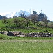 IMG 4476