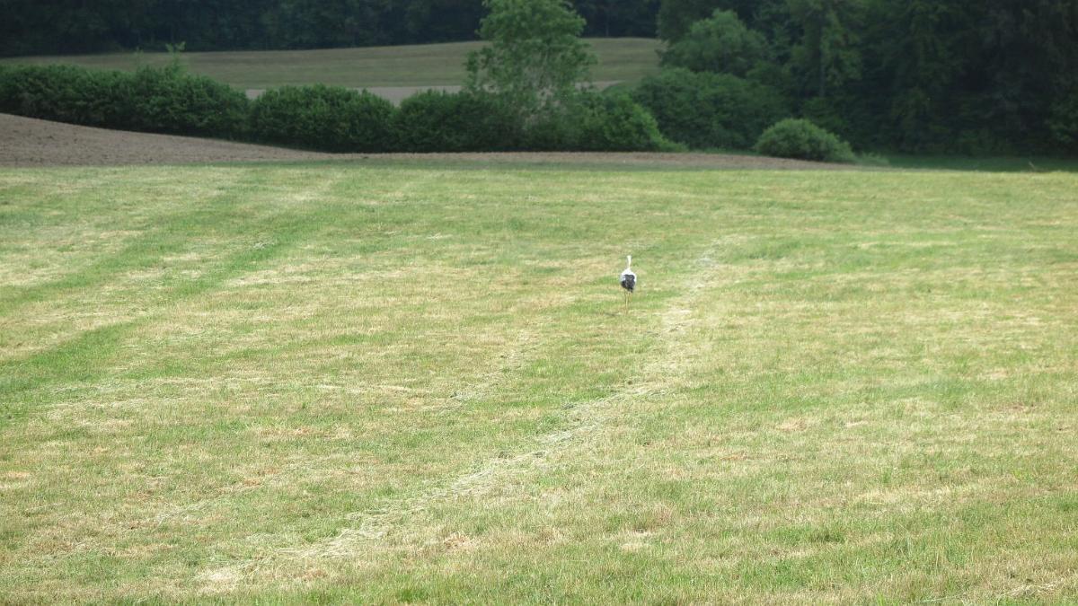 IMG 6237