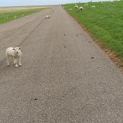 IMG 1760
