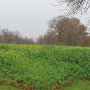 IMG 4051