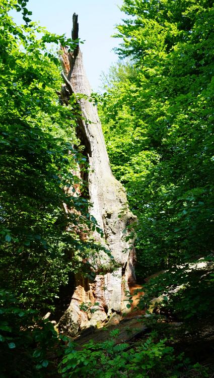 Sababurg-056