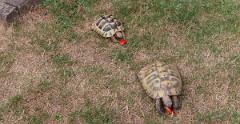IMG 4461