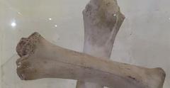 IMG 5498