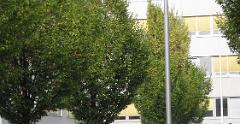 IMG 0984