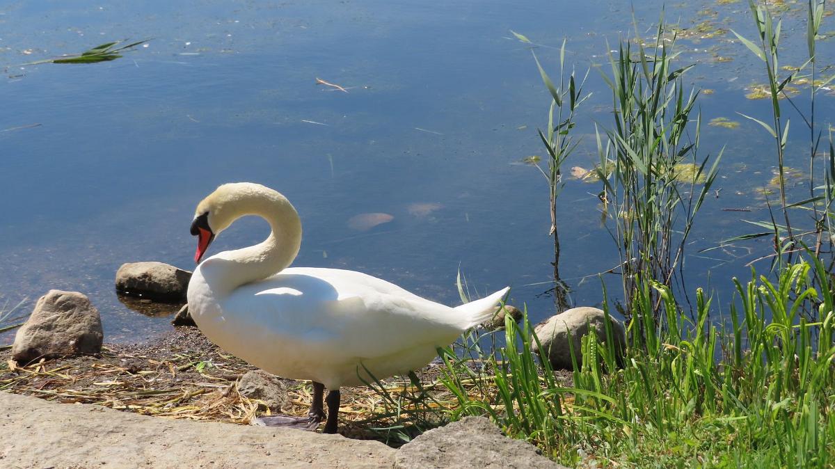 Schleswig-Holstein-271