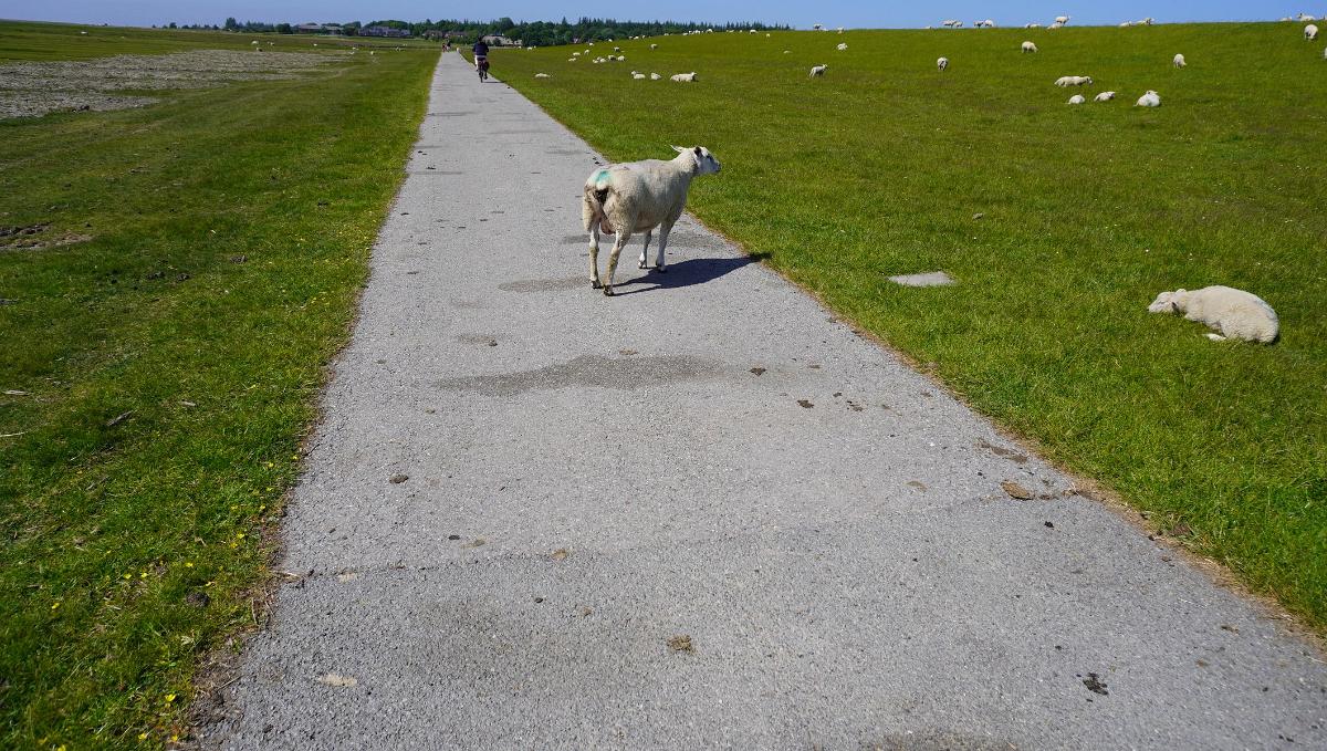 Schleswig-Holstein-068