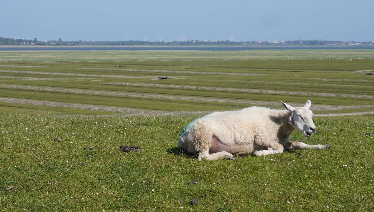 Schleswig-Holstein-074