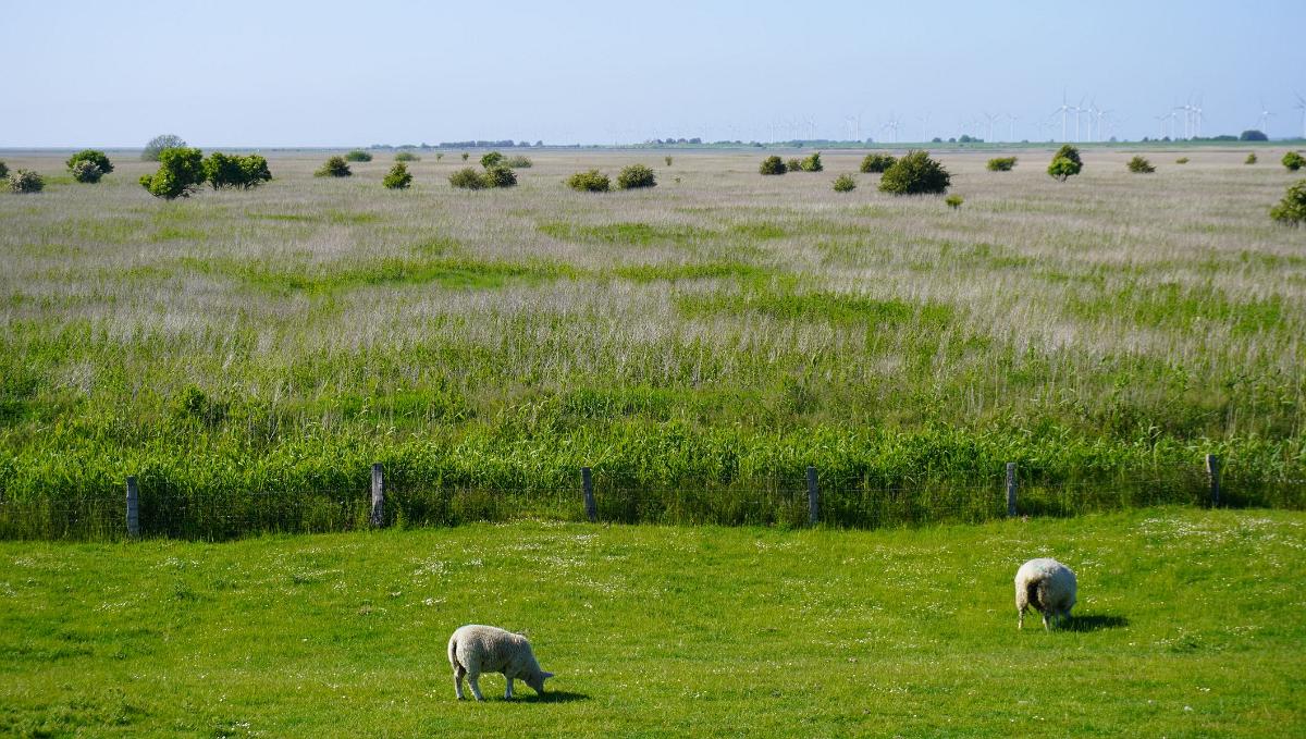 Schleswig-Holstein-075