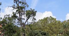 IMG 0997