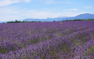 #Valensole