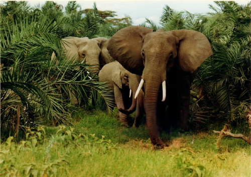 Kenia-1991
