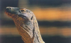 #Komodowaran
